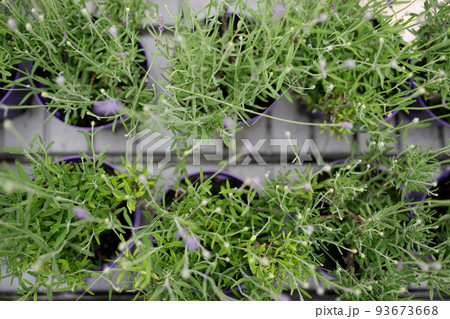 Top view of lavender seedlings in pots on a greenhouse shelf Top view of lavender seedlings in pots on a greenhouse shelf 93673668