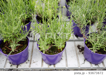 Lavender flowers in violet pots Lavender flowers in violet pots 93673672