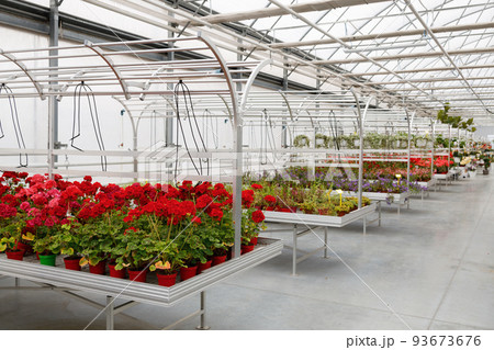 Shelves with flowers in a greenhouse. Floriculture business Shelves with flowers in a greenhouse. Floriculture business 93673676