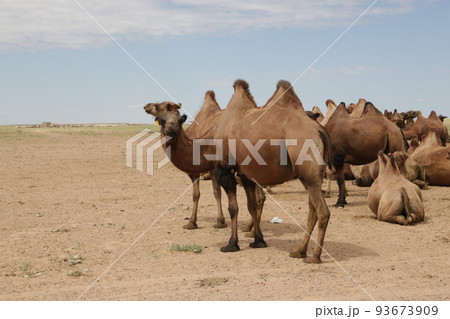in the land of mongolia the nature 93673909