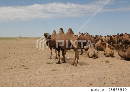 in the land of mongolia the nature 93673910