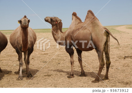 in the land of mongolia the nature in the land of mongolia the nature 93673912