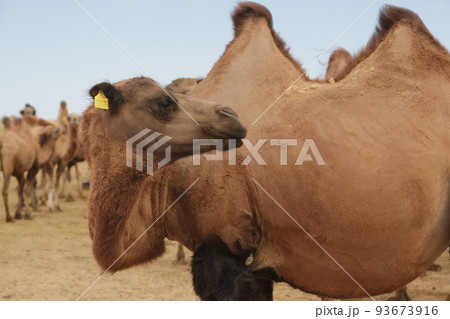 in the land of mongolia the nature 93673916