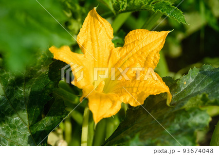 Orange pumpkin flower in the garden. Close-up. 93674048
