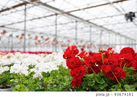 Geranium plants in a greenhouse for growing flowers 93674161