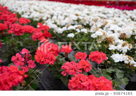 Rows with multi-colored flowering geraniums in the greenhouse for growing flowers Rows with multi-colored flowering geraniums in the greenhouse for growing flowers 93674165