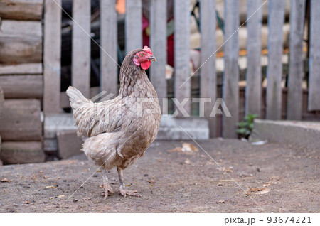 gray chicken in the village against the background of the fence, in the yard gray chicken in the village against the background of the fence, in the yard 93674221
