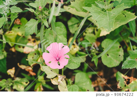 Lavatera Trimestris or wild Mallow, light pink blossoms, close up. Malva Sylvestris or Rose Hollyhock, Lavatera Trimestris or wild Mallow, light pink blossoms, close up. Malva Sylvestris or Rose Hollyhock, 93674222