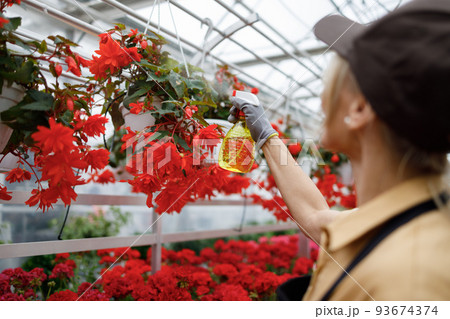 Greenhouse worker woman spraying flowers 93674374