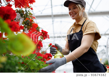 Female gardener spraying water on plants in greenhouse 93674382