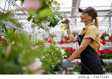 Woman spraying flowers in a greenhouse. Mature woman taking care of plants in the greenhouse 93674394