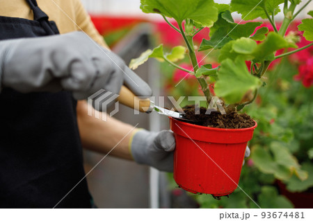 Woman with a small garden shovel takes care of a flower in a pot at greenhouse Woman with a small garden shovel takes care of a flower in a pot at greenhouse 93674481