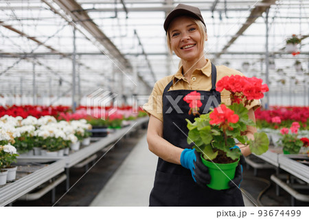Woman greenhouse worker holding a pot with a rose geranium flower in her hands Woman greenhouse worker holding a pot with a rose geranium flower in her hands 93674499