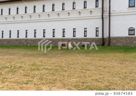 Animal nature baby pony horse happy cute little background, from sweet child for unicorn for print breed, miniature play. Shetty brown texture, 93674583