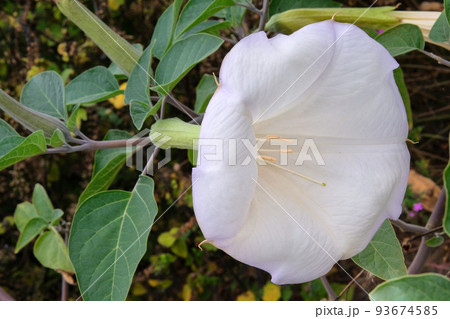 Datura Angels Trumpet is growing in garden. White flowers in with blurred effect background. Close up. 93674585
