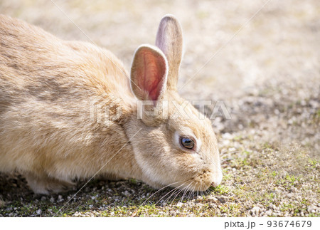うさぎ　兎　年賀状素材　卯年　2023年干支　小動物　ウサギの年賀状　イメージ素材　　 93674679