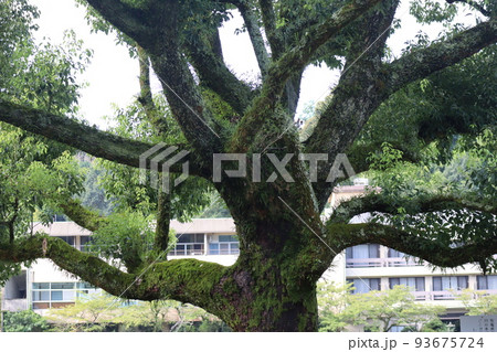 幹に緑の苔の生えた大樹のある風景 93675724