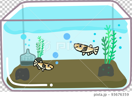 Medaka aquarium Medaka aquarium 93676359