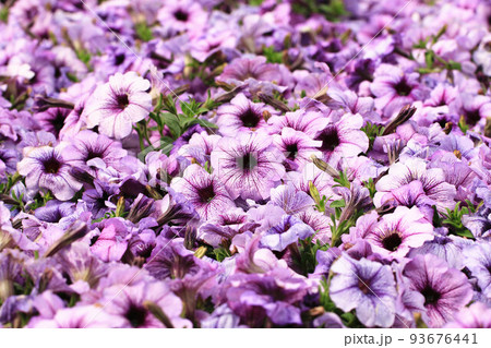 白色 白 ホワイト 93676441