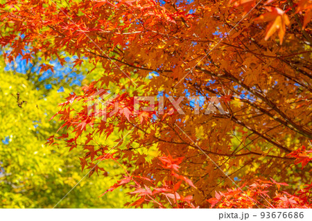 【秋素材】秋のアルプス公園の紅葉【長野県】 93676686