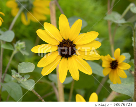 コレオプシス 93676728