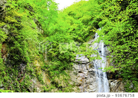 西丹沢の畦ヶ丸　新緑の頃の下棚 93676758