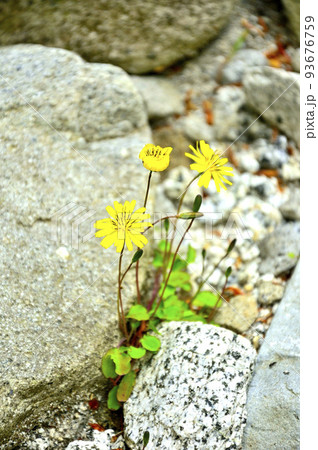 西丹沢の畦ヶ丸　イワニガナ 93676759