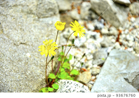西丹沢の畦ヶ丸　イワニガナ 93676760