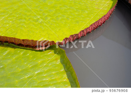 Victoria water lily leaves, Beautiful blooming lotus 93676908