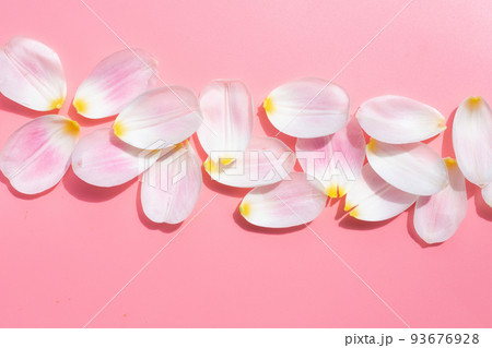 Tulip petals on pink background. Tulip petals on pink background. 93676928