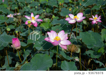 Beautiful blooming lotus flower with leaves, Waterlily pond 93676978