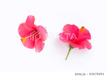 Hibiscus flower on white background. Hibiscus flower on white background. 93676991