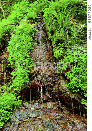 西丹沢の畦ヶ丸 本棚沢 滴る沢水 西丹沢の畦ヶ丸 本棚沢 滴る沢水 93677089