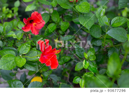 Beautiful hibiscus on tree with green leaves Beautiful hibiscus on tree with green leaves 93677296