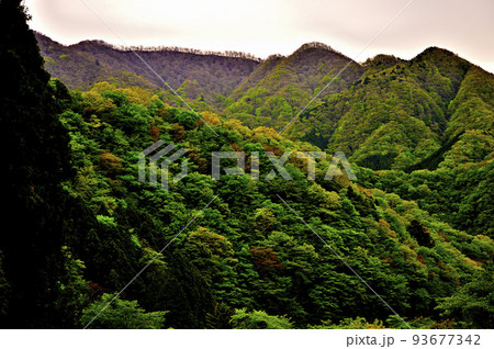 西丹沢　朝焼けの石棚山稜 93677342
