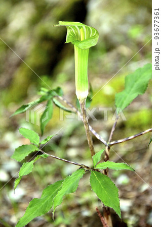 丹沢の加入道山 ホソバテンナンショウ 丹沢の加入道山 ホソバテンナンショウ 93677361