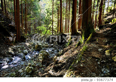 西丹沢の加入道山 白石沢沿いを歩く森の道 西丹沢の加入道山 白石沢沿いを歩く森の道 93677374
