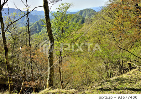 丹沢の甲相国境尾根　新緑の水晶沢ノ頭より箒沢権現山を望む 93677400