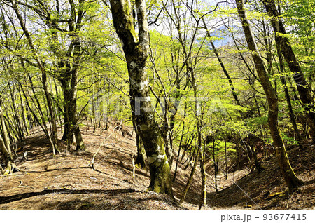 丹沢の甲相国境尾根 モロクボ沢ノ頭 新緑の森と大室山 丹沢の甲相国境尾根 モロクボ沢ノ頭 新緑の森と大室山 93677415