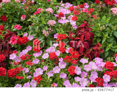 花壇の花 93677417