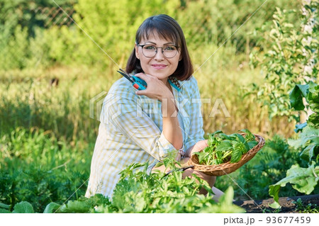 Smiling woman with harvest of basil leaves in summer garden. 93677459