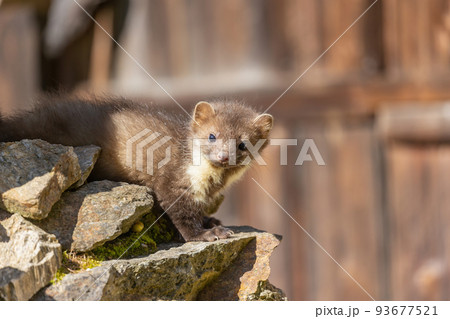 Young marten looking at the camera. 93677521