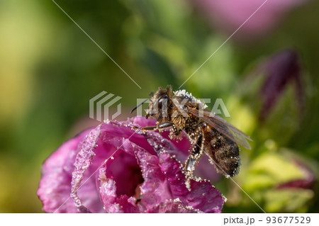 Honey bee is posing on  Hibiscus flower closeup. 93677529