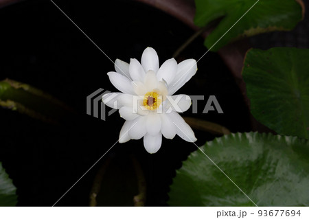 Nymphaea lotus flower with leaves, Beautiful blooming water lily Nymphaea lotus flower with leaves, Beautiful blooming water lily 93677694