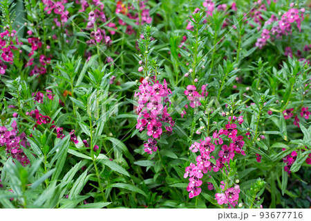 Beautiful angelonia goyazensis benth in the park 93677716