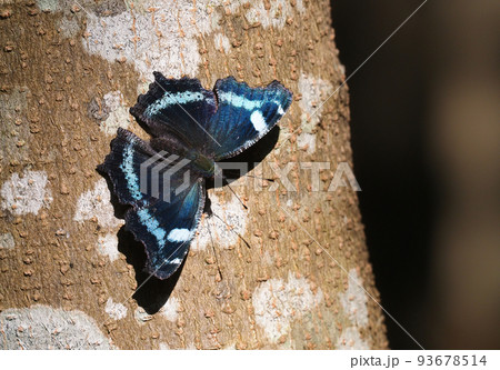 ルリタテハ ルリタテハ 93678514