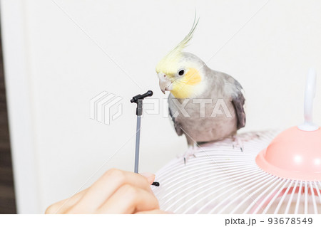 【ペット】マイクスタンドで遊ぶオカメインコ 【ペット】マイクスタンドで遊ぶオカメインコ 93678549