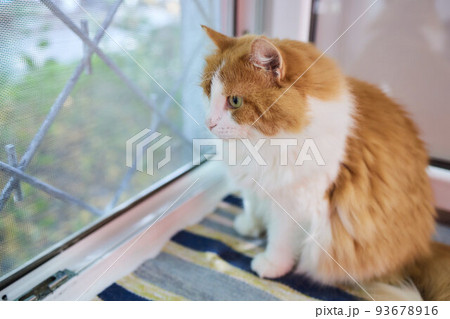 Portrait of cute cat near window at home. 93678916