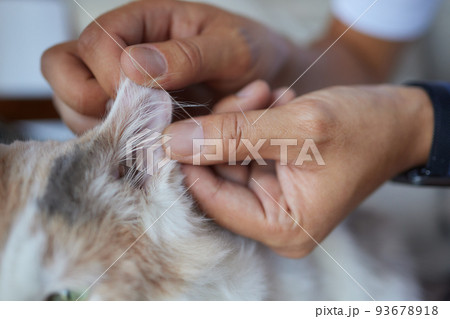 Cute grayish cat's owner cleaning its ears with a cotton pad. 93678918