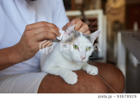Cute grayish cat's owner cleaning its ears with a cotton pad. 93678929